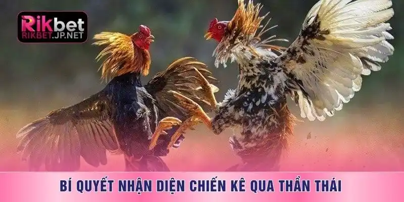Bí quyết nhận diện chiến kê qua thần thái