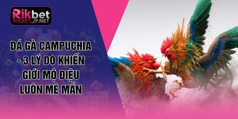 Đá Gà Campuchia - 3 Lý Do Khiến Giới Mộ Điệu Luôn Mê Mẩn
