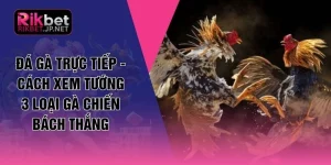 Đá Gà Trực Tiếp - Cách Xem Tướng 3 Loại Gà Chiến Bách Thắng