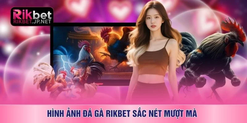 Hình ảnh đá gà RIKBET sắc nét mượt mà 