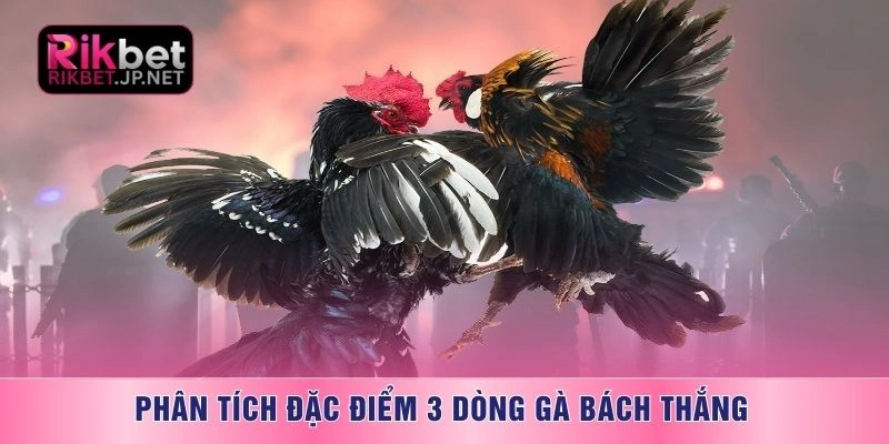 Lưu ý vàng khi chơi đá gà trực tiếp