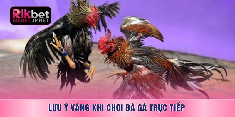 Phân tích đặc điểm 3 dòng gà bách thắng