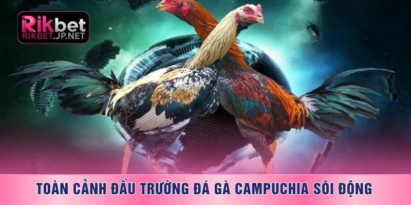 Toàn cảnh đấu trường đá gà Campuchia sôi động
